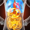An Overview of Anatomy and Physiology for CCEA A-Levels in Physical Education