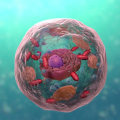 Understanding Cell Biology for OCR A-Levels