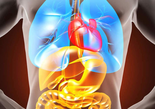 An Overview of Anatomy and Physiology for CCEA A-Levels in Physical Education